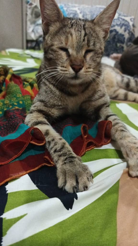 A close-up of a resting cat with closed eyes, lying on a patterned bedspread with colorful fabric draped nearby.